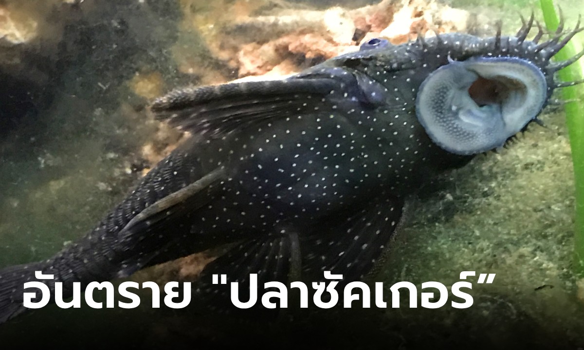 รู้จัก “ปลาซัคเกอร์” สายพันธุ์เอเลี่ยน รุกทำลายสัตว์น้ำไทย