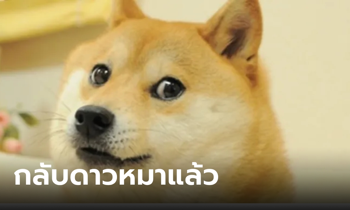 สุดเศร้า น้องหมา "คาโบซุ" มีมดังในตำนานต้นแบบ Dogecoin กลับดาวหมาแล้ว