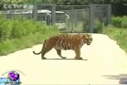 เสือขย้ำคนตายในจีน