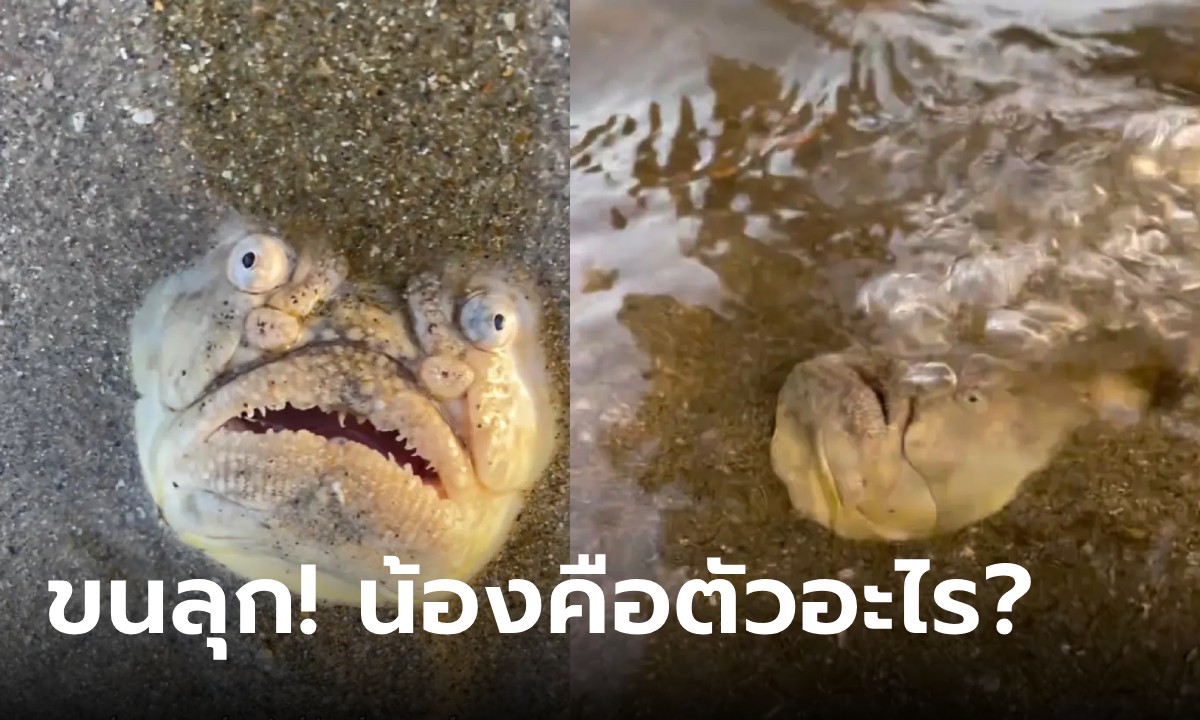 ตัวอะไร? หนุ่มแชร์วิดีโอปลาประหลาด ชี้เป็นปลาหายาก ด้านโซเชียลบอกขนลุกมาก!