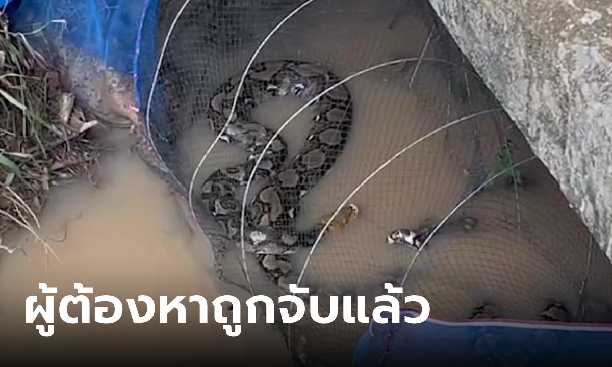 ตำรวจไทยรับจบ จับงูเหลือม 3-4 เมตร ติดลอบดักปลา คอหวยส่องทะเบียนรถสายตรวจ