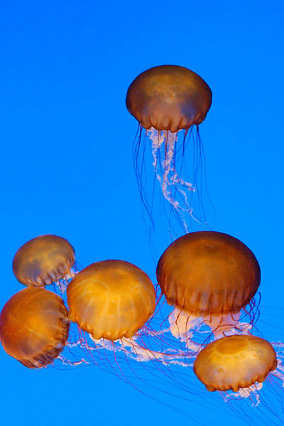 six-sea-nettles