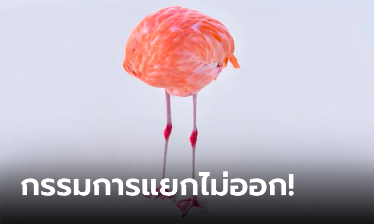 ของแท้ไม่แพ้ระบบ! ดราม่าส่ง "ภาพถ่ายจริง" แต่ได้รางวัลงานประกวด "ภาพ AI"