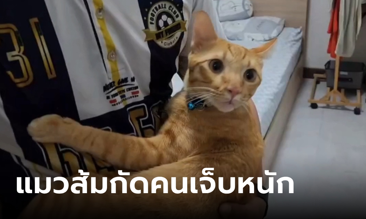 แมวส้มดุ กัดคนในบ้านเจ็บหนักเลือดสาด หลานเล่านาทีเกิดเหตุ โจมตีจนล้มแล้วขย้ำซ้ำ