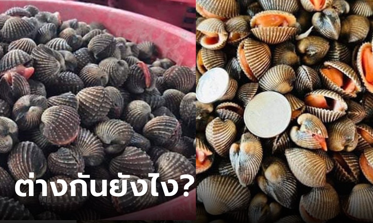 เฉลยแล้ว! “หอยแครง” กับ “หอยคราง” ต่างกันอย่างไร?