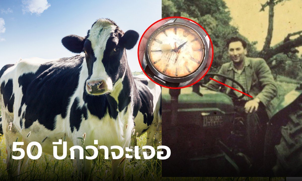 ตาวัย 95 ถึงกับงง ผ่านมา 50 ปี เพิ่งเจอนาฬิกา Rolex ที่ถูกวัวกินเข้าไป มาไงเนี่ย?