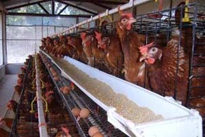 ส.ผู้เลี้ยงไก่ไข่เผยราคาหน้าฟาร์ม2.80บ.