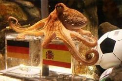 รัฐบาลสเปนห่วงความปลอดภัยปลาหมึกพอล