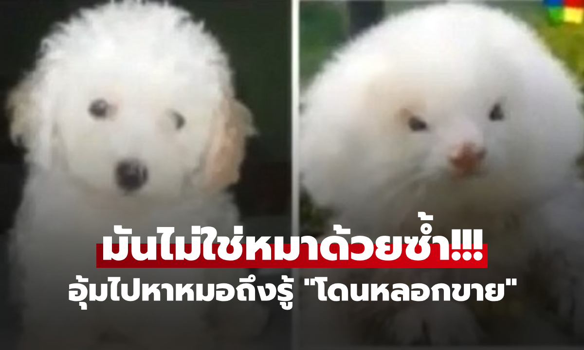 หนุ่มช็อก ควักเงิน 5,500 บาท ซื้อ "พุดเดิ้ลทอย" มาเลี้ยง แต่หมอเห็นกลับบอก มันไม่ใช่หมา!