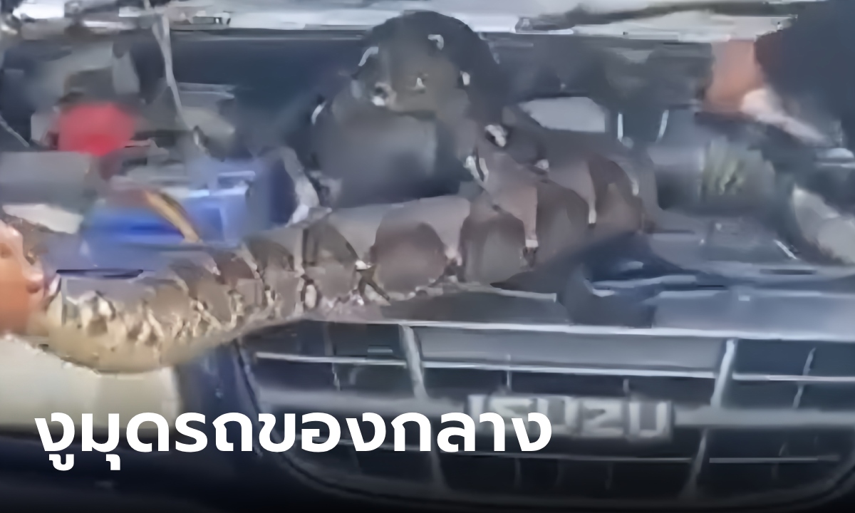 "งูเหลือม" มุดรถของกลาง ตัวใหญ่มาก! ตำรวจยื้อออกมาจนเหนื่อย คอหวยส่องเลขเด็ด