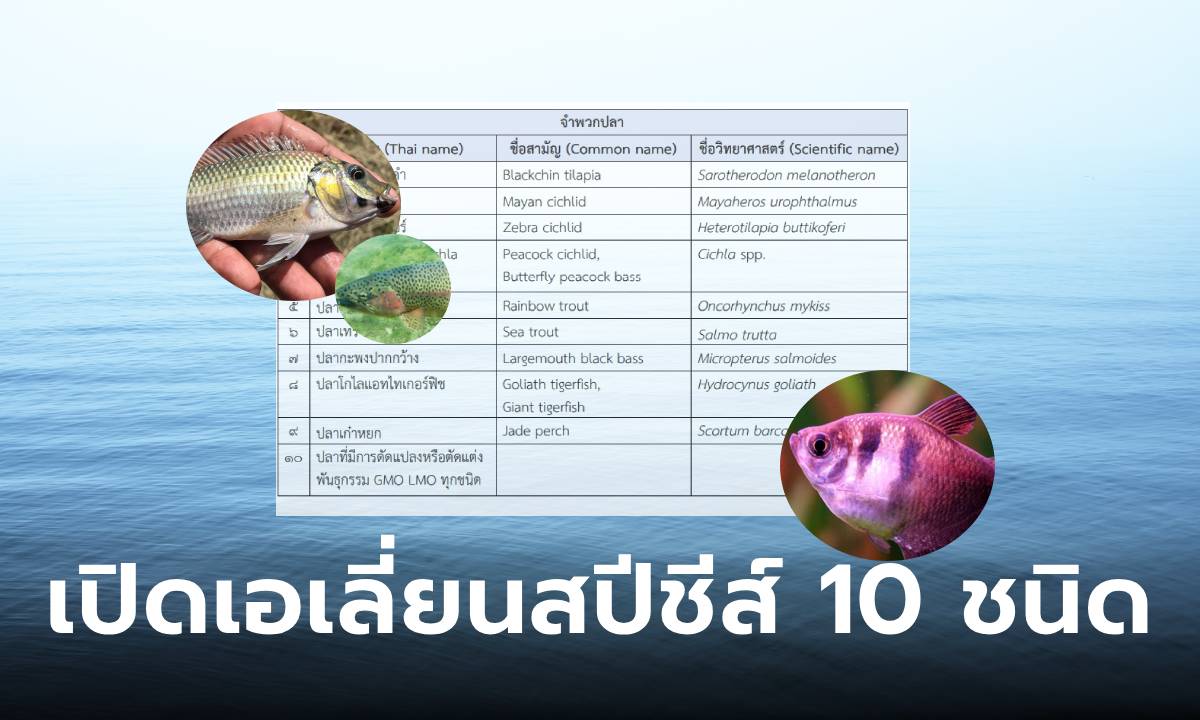 รู้จัก “10 ปลาเอเลี่ยนสปีชีส์” หายนะของระบบนิเวศ ห้ามนำเข้าไทย ไม่ได้มีแค่ปลาหมอคางสีดำ!
