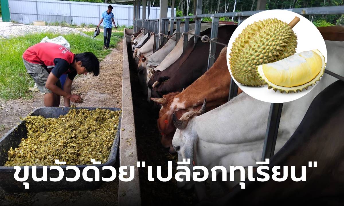 รู้จัก “Bangkok Halal Beef” ฟาร์มโคขุนเกรดพรีเมียม ขุนวัวด้วย “เปลือกทุเรียนหมัก”