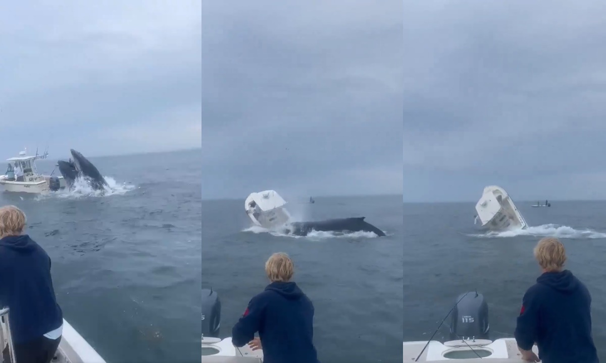 คลิปไวรัล นาที "วาฬหลังค่อม" ทำเรือเล็กพลิกคว่ำ พลเมืองดีโร่ช่วยคนบนเรือ 2 ชีวิต