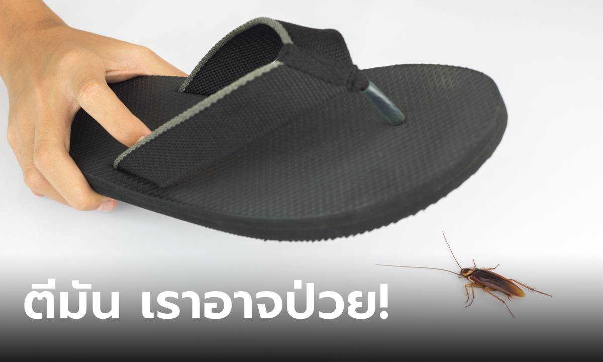 อย่าตี "แมลงสาบ" อาจอันตรายต่อตัวเราเอง แนะ 3 วิธีกำจัดแมลงสาบ ง่ายแต่ได้ผล