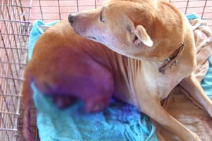 ฮีโร่! สุนัขพันธุ์ไทยเสี่ยงตายช่วยครูจนพิการเหลือ 3 ขา