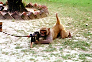 ตะลึง! ตาลีบัน ฝึกฝูงลิงเป็นกองทัพก่อการร้าย