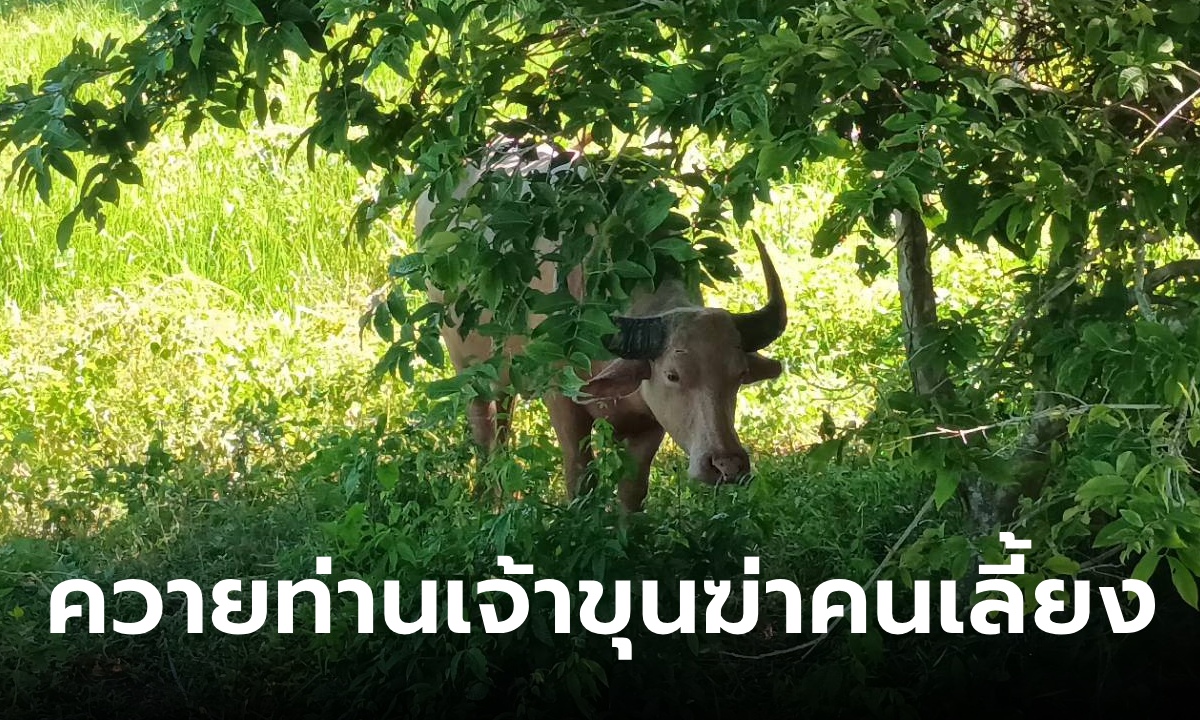 สลด ควายเผือกท่านเจ้าคุณ ขวิดคนเลี้ยงจนตกน้ำตาย เผยวีรกรรมดุร้ายพระไถ่ชีวิตมา