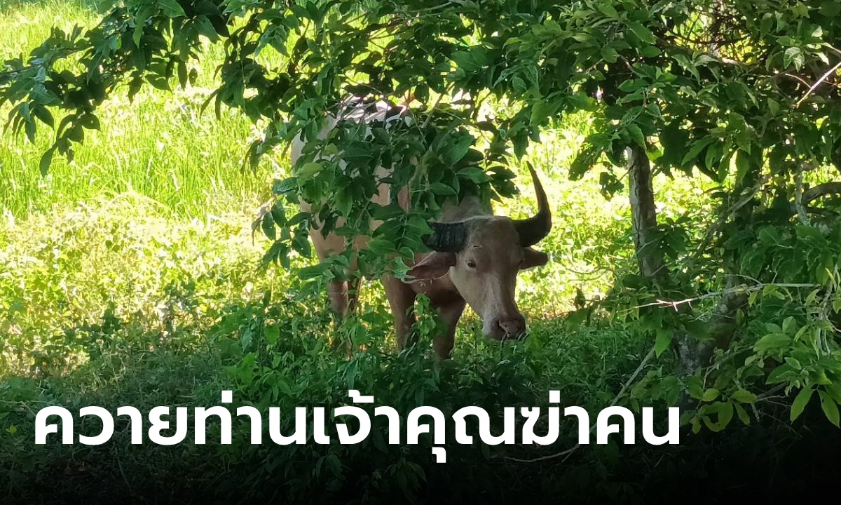 สลด ควายเผือกท่านเจ้าคุณ ขวิดคนเลี้ยงจนตกน้ำตาย เผยวีรกรรมดุร้ายพระไถ่ชีวิตมา