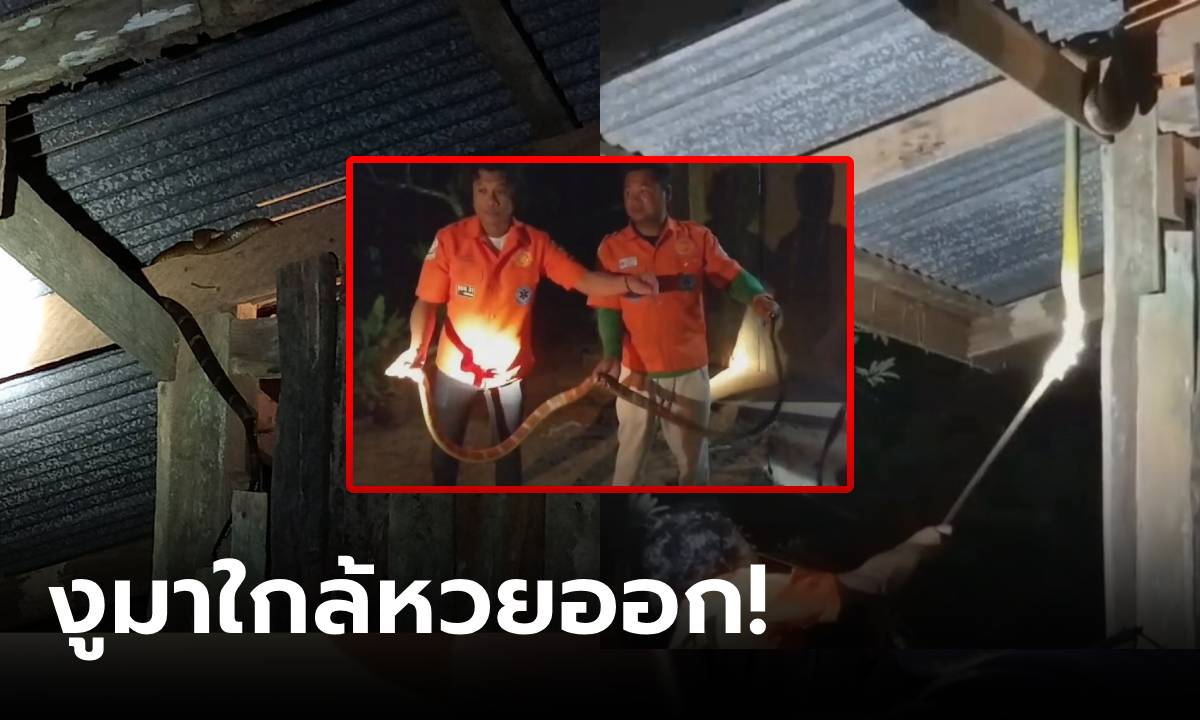 เลขเด็ดเพียบ ผวา "จงอาง" เลื้อยขึ้นนอนขดขื่อหลังคา เปิดบ้านเลขที่-ขนาดความยาวงู