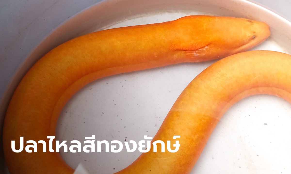 เลขเด็ดปลาไหลสีทอง