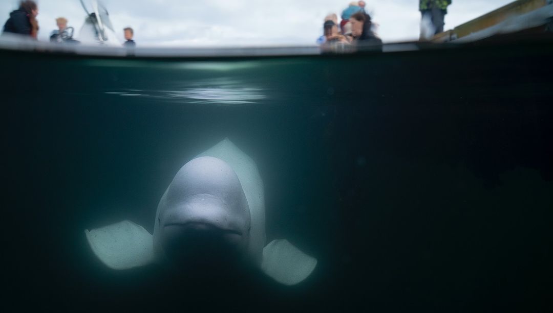 beluga whale-วาฬเบลูกา