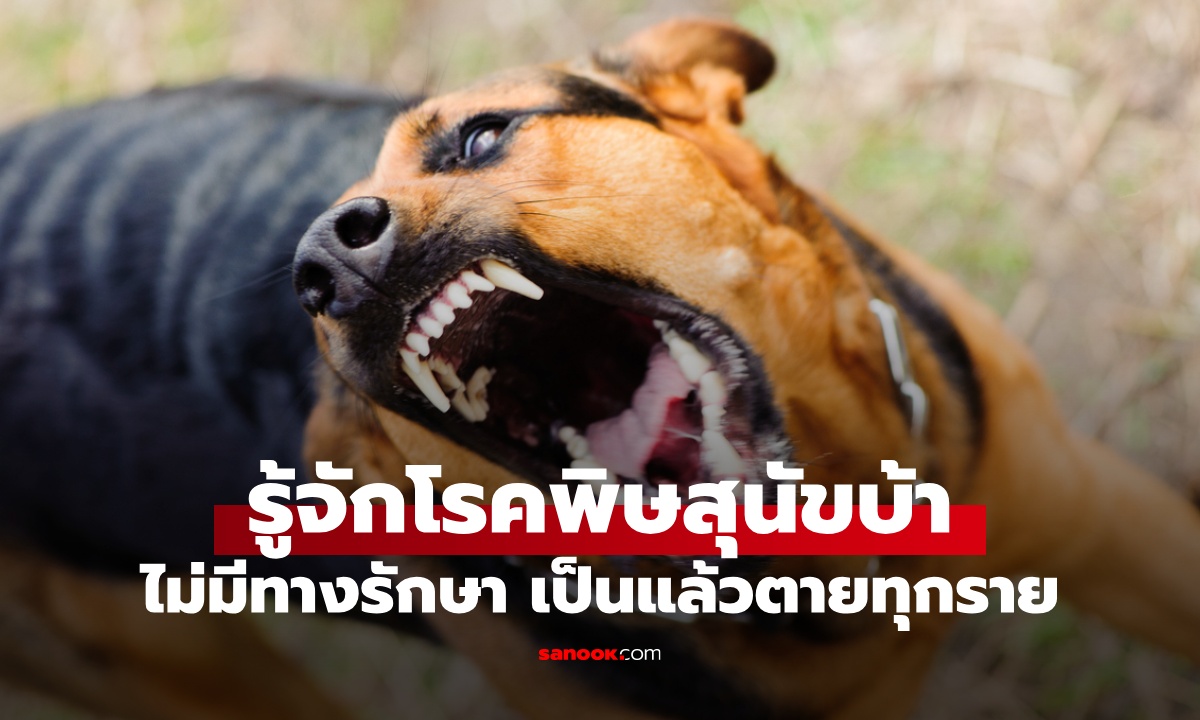 รู้จัก "โรคพิษสุนัขบ้า" ติดเชื้อแล้วตายทุกราย ไม่มีทางรักษา แต่ป้องกันได้