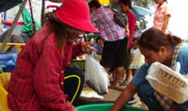 สวนกระแส! ชาวไทย-เขมรแห่ขายอึ่งอ่าง ไม่สนข่าวความขัดแย้ง