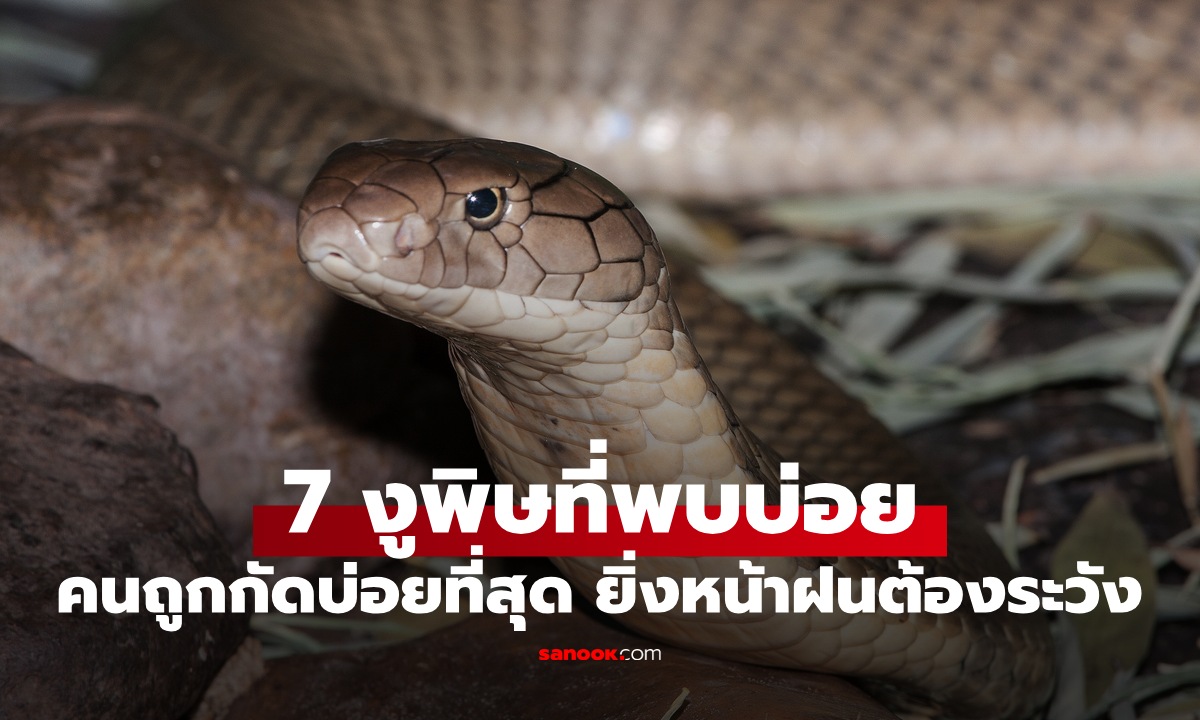 รู้จักงูพิษ 7 ชนิดในประเทศไทย คนถูกกัดบ่อยที่สุด ภัยใกล้ตัวที่ต้องระวัง