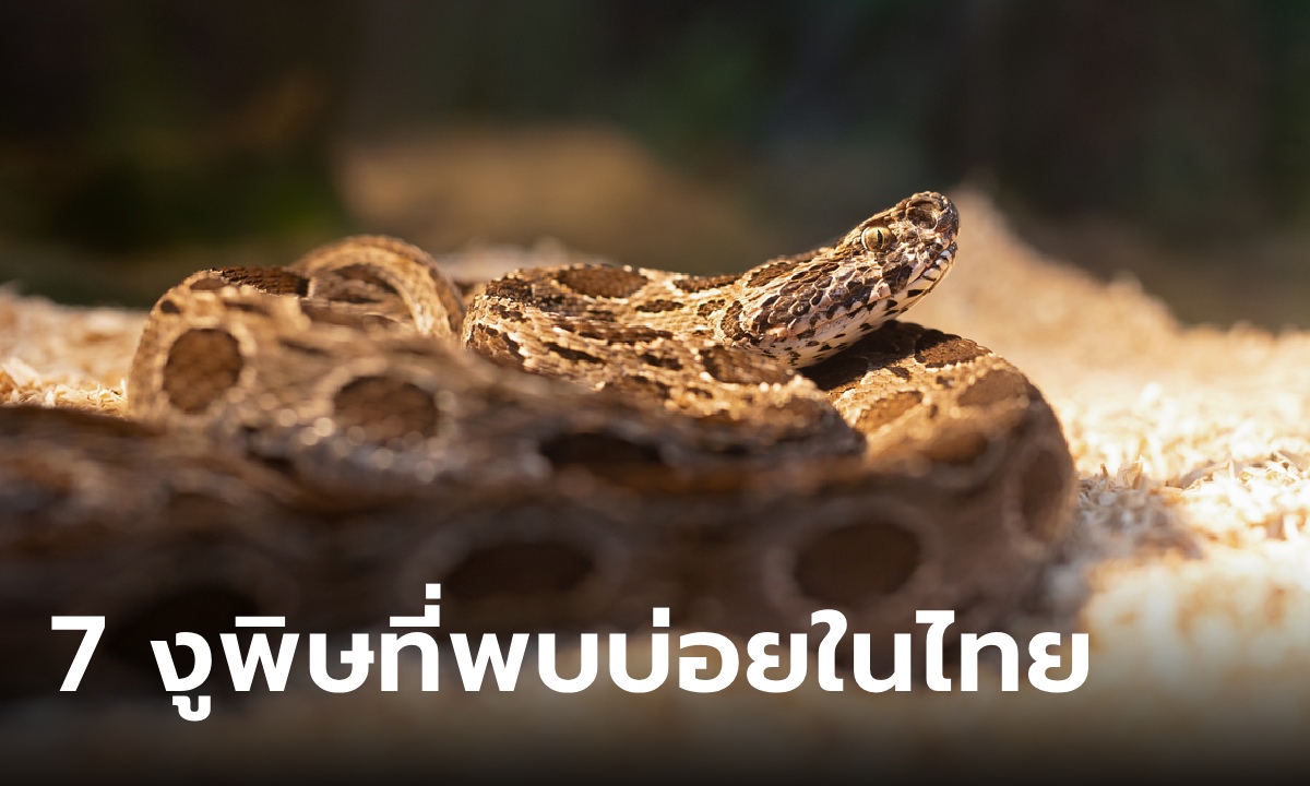 รู้จัก งูพิษ 7 ชนิดในประเทศไทย พบบ่อย-คนถูกกัดบ่อยที่สุด ภัยใกล้ตัวที่ต้องระวัง