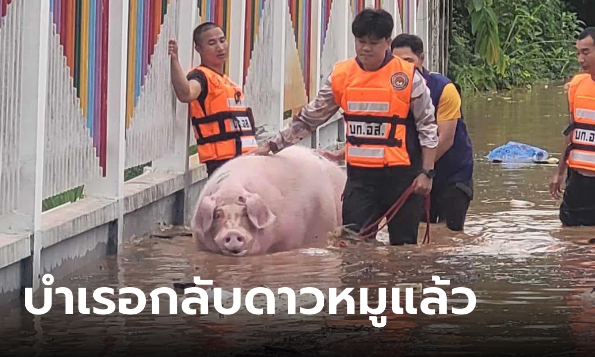 ลาก่อน "บำเรอ" หมูแสนรู้กลับดาวแล้ว หลังเพิ่งช่วยออกมาจากน้ำท่วมได้แค่วันเดียว