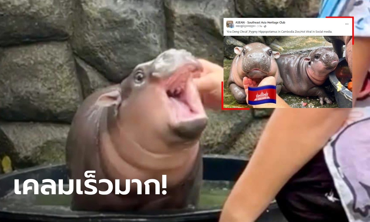 เหลือจะเชื่อ! "หมูเด้ง" เจอเคลม อ้างเป็นฮิปโปแคระที่อยู่ในสวนสัตว์กัมพูชา