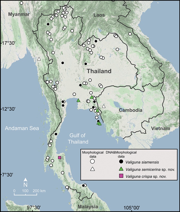 แผนที่การกระจายของตัวกล้วยตากสกุล Valiguna ทั้ง 3 ชนิดในประเทศไทย