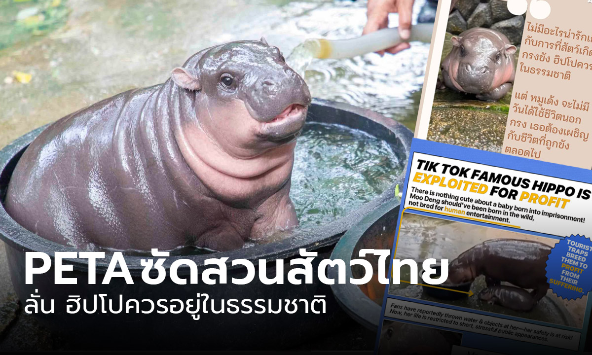 PETA ซัด สวนสัตว์ไทยหาประโยชน์จาก "หมูเด้ง" ชวนบอยคอต แนะปล่อยคืนธรรมชาติ