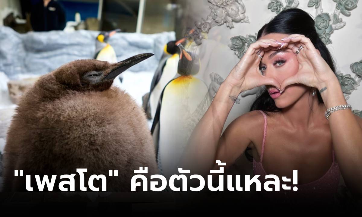 ชวนรู้จัก "เพสโต" ลูกเพนกวินราชา ตัวนี้แหละที่ "เคที เพอร์รี" บอกอยากจุ๊ฟ โดนตกเข้าด้อม!