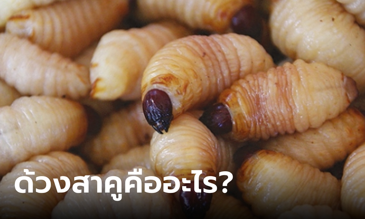 ทำความรู้จัก ด้วงสาคู คืออะไร? ตัวป้อมๆ หน้าตาชวนขนลุก ประโยชน์เยอะมาก