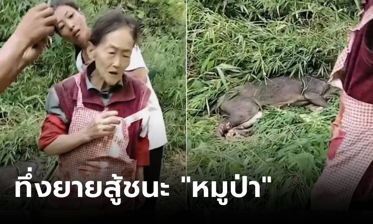 เล่นผิดคนแล้ว! ยายโมโห "หมูป่า" ไล่กัด ฟาดคืนทีเดียวเป็นศพ รู้ "อาวุธสังหาร" อึ้งกันหมด