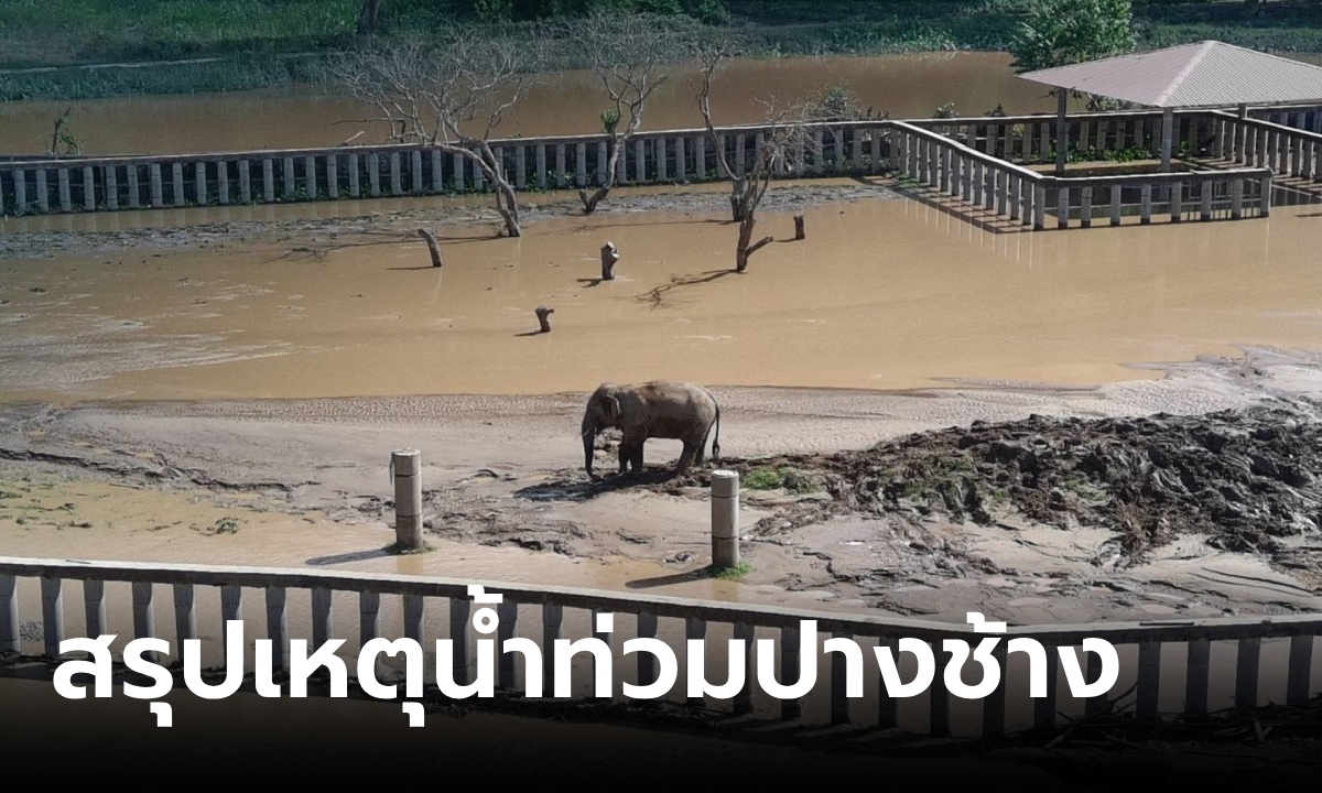 ศูนย์อนุรักษ์ช้างไทย สรุปเหตุการณ์ช่วยช้างหนีน้ำท่วม เผยอุปสรรคใหญ่ ช้างไม่เคยถูกฝึก