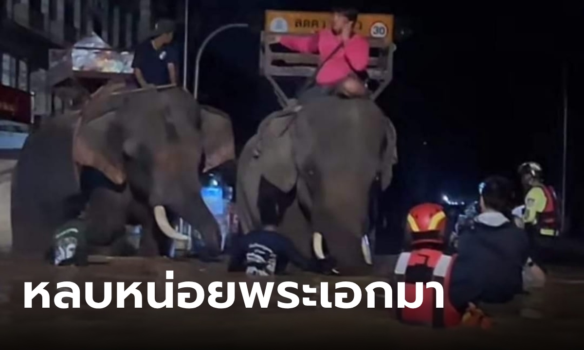 น้ำท่วมเชียงใหม่ "ช้างตระกูลแสน" ส่งเสบียงผู้ประสบภัย รถ-เรือไม่ไหว พ่อพลายลุยเอง