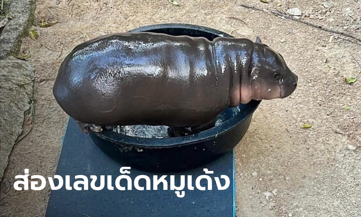 มาแน่เลขเด็ดงวดนี้! "หมูเด้ง" อายุครบ 3 เดือน เปิดน้ำหนัก-ส่วนสูง คอหวยรีบส่อง