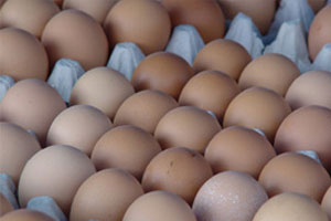 ปลัด ก.เกษตรฯ ยืนยัน ไข่ไก่ไทยปลอดภัยจากเชื้อแซลโมเนลลา