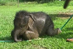 พบลูกช้างตัวเล็กที่สุดในโลกที่ลำปาง