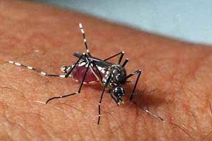 สธ.พบผู้ป่วยโรคไข้เลือดออกกว่า70,000ราย