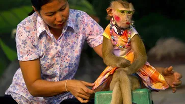 ลิงแสดงละครในกรุงเทพฯ ประเทศไทย
