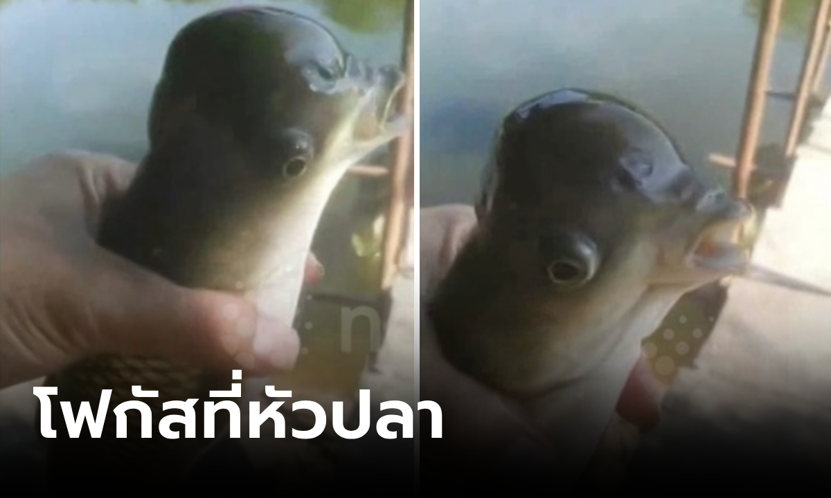 หนุ่มตะลึงตกได้ "สัตว์แปลก" ตัวเป็นปลาในน้ำ หัวเหมือนนกบนฟ้า ชาวบ้านแห่มุงตัวอะไร?