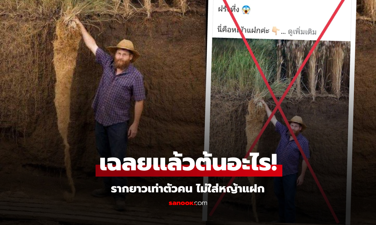 อ.เจษฎ์ เฉลยรูปชายถือพืช "รากยาวเท่าตัว" ไม่ใช่หญ้าแฝก แต่คือวัตถุดิบ "อาหารแห่งอนาคต"