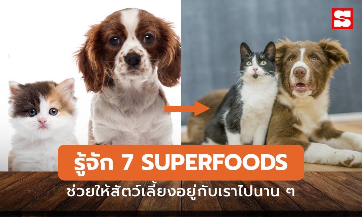 7 Superfood ของสัตว์เลี้ยง” ช่วยบูสภูมิขั้นสุด ให้น้องอยู่กับเราไปนานๆ