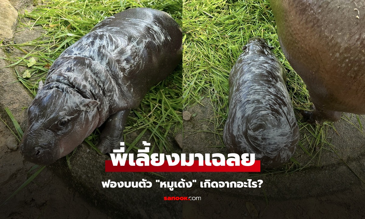 พี่เลี้ยงมาตอบเอง ฟองบนตัว "หมูเด้ง" เกิดจากอะไร น้องแอบใช้แชมพูหรือเปล่า? (คลิป)