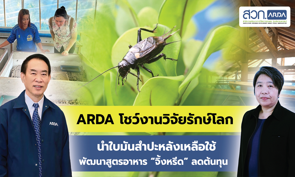 ARDA โชว์งานวิจัยรักษ์โลก นำใบมันสำปะหลังเหลือใช้พัฒนาสูตรอาหาร "จิ้งหรีด"