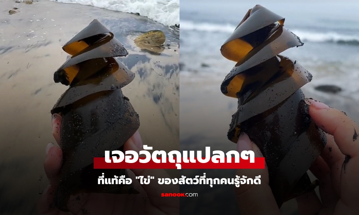 คลิป 46 ล้านวิว สาวเจอวัตถุแปลก ๆ บนชายหาด เฉลยว่าคือตัวอะไร คนอึ้งกันหมด