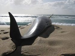 เศร้า! วาฬเกือบ 60 ตัว เกยตื้นตายในนิวซีแลนด์